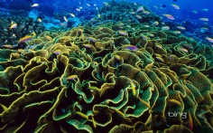 LettuceCoral1920x12001-25-2012 2_02_51 PM Bing Desktop